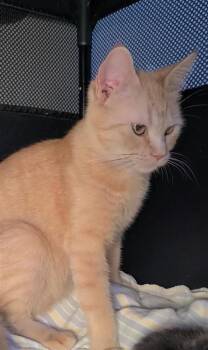 Domestic Short Hair Cats Available for Adoption - Salad | PetCurious