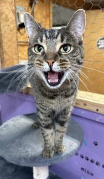 Rescue Domestic Short Hair Cats for Adoption in Faribault, Minnesota - Scoop | PetCurious