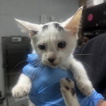 Smoky -  Domestic Short Hair Cat for Adoption in Summerville, South Carolina - Smoky | PetCurious