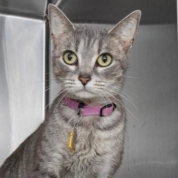 BRIAR ROSE -  Domestic Short Hair Cat for Adoption in St. Louis, Missouri - BRIAR ROSE | PetCurious