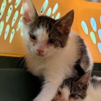 Parking Meter -  Domestic Short Hair Cat for Adoption in Philadelphia, Pennsylvania - Parking Meter | PetCurious