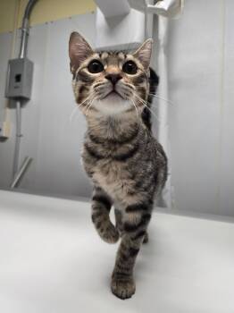 Rescue Domestic Short Hair Cats for Adoption in Warwick, Rhode Island - Cheesie | PetCurious