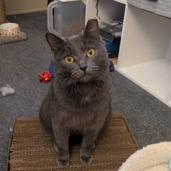 Russian Blue Cats Available for Adoption - Roxy | PetCurious