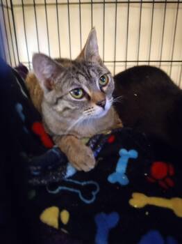 Fern Valley -  Domestic Medium Hair Cat Available for Adoption in Buhl, Idaho - Fern Valley | PetCurious