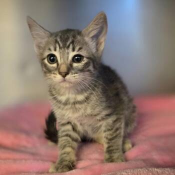 Blossom -  Domestic Short Hair Cat for Adoption in Oakland, California - Blossom | PetCurious