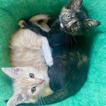 Cindy Cinnamon -  Domestic Short Hair Cat for Adoption in Los Angeles, California - Cindy Cinnamon | PetCurious