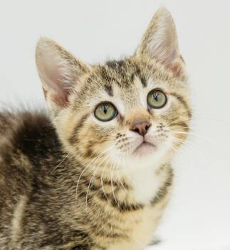Zilpath - silly name for a super special boy -  Tabby and Bengal Cat for Adoption in Bedford Hills, New York - Zilpath - Silly Name For A Super Special Boy | PetCurious