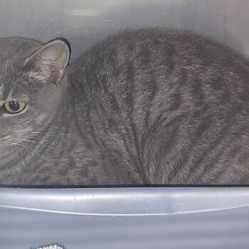 Fancy -  Domestic Short Hair Cat for Adoption in Mocksville, North Carolina - Fancy | PetCurious