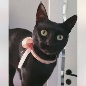 Lily S -  Domestic Short Hair Cat for Adoption in Chattanooga, Tennessee - Lily S | PetCurious