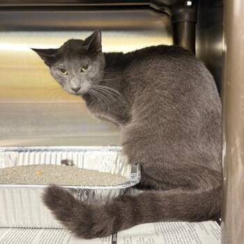 Domestic Short Hair Cats Available for Adoption in Pauls Valley, Oklahoma - Butcher | PetCurious