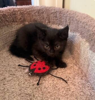Domestic Short Hair Cats Available for Adoption in Hendersonville, Tennessee - Marvin - Cuddly & Playful | PetCurious