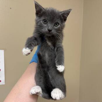 Domestic Short Hair Cats Available for Adoption in Birmingham, Alabama - Margo | PetCurious