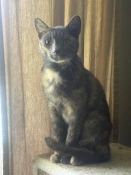 Miss Kitty Boo Boo -  Tortoiseshell Cat for Adoption in Fenton, Missouri - Miss Kitty Boo Boo | PetCurious
