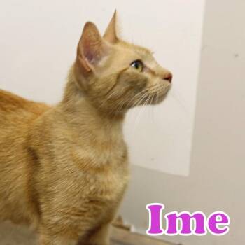 Ime -  Domestic Short Hair Cat for Adoption in Houston, Texas - Ime | PetCurious