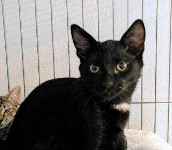 Wilbur -  Domestic Short Hair Cat for Adoption in Eureka, California - Wilbur | PetCurious