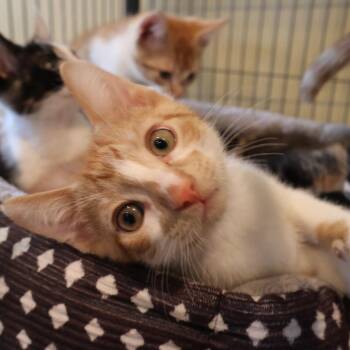 Parsley -  Domestic Short Hair Cat for Adoption in Saint Charles, Missouri - Parsley | PetCurious