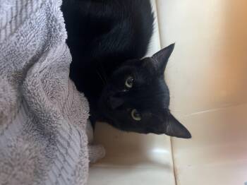 Raven -  Domestic Short Hair Cat for Adoption in South Pasadena, California - Raven | PetCurious
