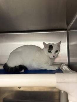 Domestic Short Hair Cats Available for Adoption - Turkey | PetCurious