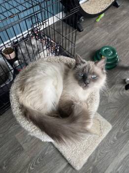 Rescue Siamese Cats for Adoption in Buffalo, New York - Jordan | PetCurious
