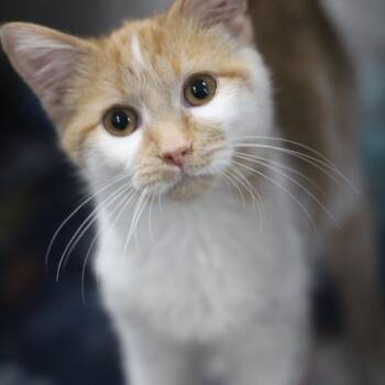 Domestic Short Hair Cats Available for Adoption in Ottumwa, Iowa - Chuck Norris | PetCurious