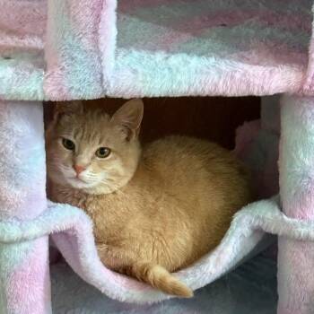 Yuzu -  Domestic Short Hair Cat Available for Adoption in West Richland, Washington - Yuzu | PetCurious
