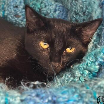 Meeko -  Domestic Short Hair Cat for Adoption in Victor, New York - Meeko | PetCurious