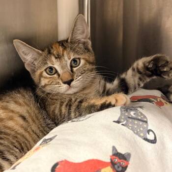 Astrid -  Domestic Short Hair Cat for Adoption in West Palm Beach, Florida - Astrid | PetCurious