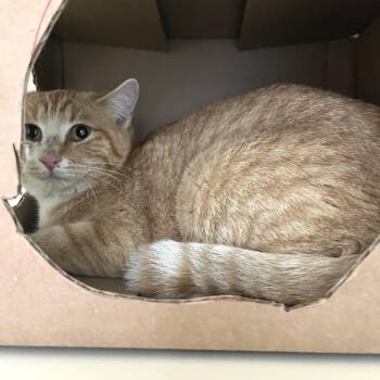 Domestic Short Hair Cats Available for Adoption - Barn Cat (Orangey) | PetCurious