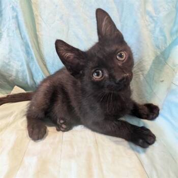 TOPAZ -  Domestic Short Hair Cat for Adoption in Auburn, California - TOPAZ | PetCurious