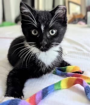 Iris -  Domestic Short Hair and Tuxedo Cat for Adoption in Red Bank, New Jersey - Iris | PetCurious