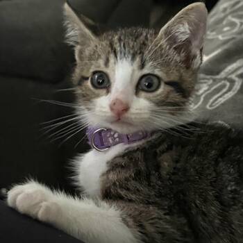 Olivia -  Domestic Short Hair Cat for Adoption in Midland, Texas - Olivia | PetCurious