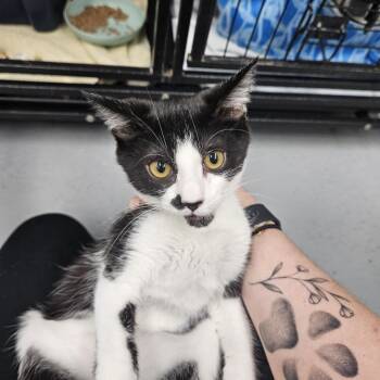 Thin Mint -  Domestic Short Hair Cat for Adoption in Ridgely, Maryland - Thin Mint | PetCurious
