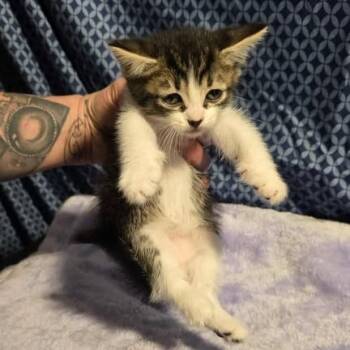 Rescue Domestic Short Hair Cats for Adoption in Jacksonville, Oregon - Danny Zuko | PetCurious