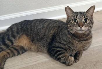 Rescue Domestic Short Hair Cats for Adoption in Smithfield, Virginia - Lucy | PetCurious