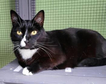 Mr. Kitty -  Domestic Medium Hair Cat for Adoption in Green Valley, Arizona - Mr. Kitty | PetCurious