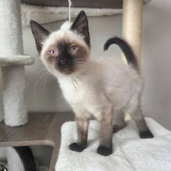 Kourtney -  Siamese Cat for Adoption in Chattanooga, Tennessee - Kourtney | PetCurious