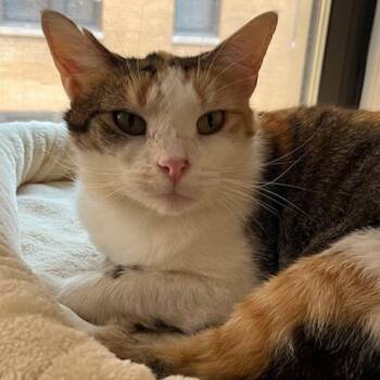 Mallow -  Domestic Short Hair Cat for Adoption in Evanston, Illinois - Mallow | PetCurious