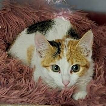 Albie -  Domestic Short Hair Cat for Adoption in Meridian, Idaho - Albie | PetCurious