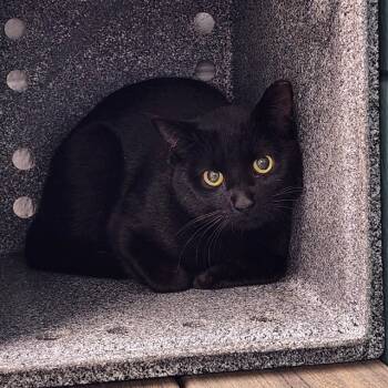 Rescue Domestic Short Hair Cats for Adoption - A562722 | PetCurious