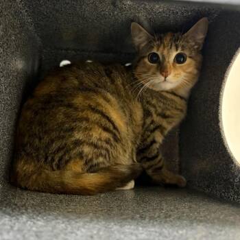 Domestic Short Hair Cats Available for Adoption in Summerville, South Carolina - Uma | PetCurious