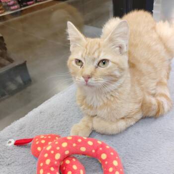 Pancake -  Domestic Short Hair Cat for Adoption in York, South Carolina - Pancake | PetCurious
