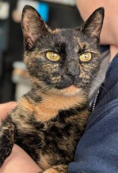 Rescue Domestic Short Hair Cats for Adoption in Canfield, Ohio - JENNY | PetCurious