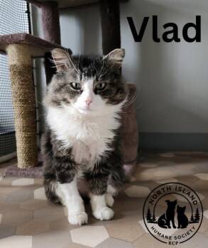 Vlad -  Domestic Medium Hair Cat Available for Adoption in Courtenay, British Columbia - Vlad | PetCurious