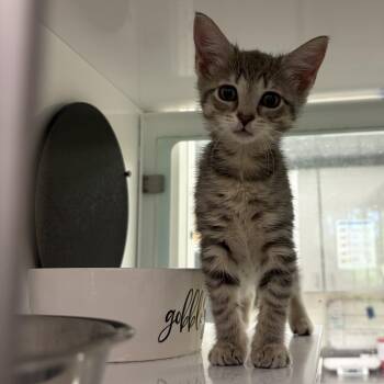 Domestic Short Hair Cats Available for Adoption in Peconic, New York - Eeyore | PetCurious
