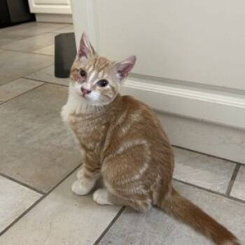 Rescue Domestic Short Hair Cats for Adoption in Sandy Springs, Georgia - Kolten | PetCurious