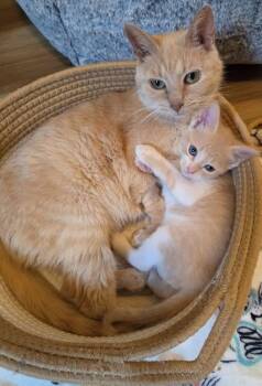 Cheeta -  Domestic Short Hair Cat for Adoption in Indian Land, South Carolina - Cheeta | PetCurious