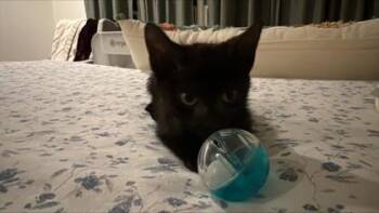 Zlatan -  Domestic Short Hair Cat for Adoption in Memphis, Tennessee - Zlatan | PetCurious