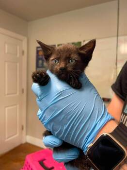 Sunday -  Domestic Short Hair Cat for Adoption in Bolivar, Missouri - Sunday | PetCurious