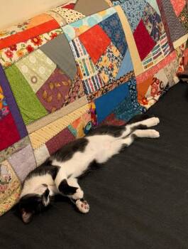 Marlowe26 -  Domestic Short Hair Cat for Adoption in Youngsville, North Carolina - Marlowe26 | PetCurious