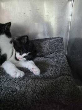 EenieMeenie -  Domestic Short Hair Cat for Adoption in Simcoe, Ontario - EenieMeenie | PetCurious